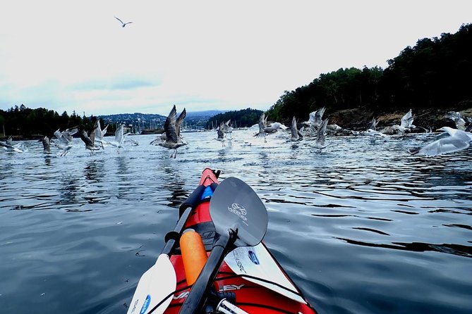 2- hour kayak trip on the Oslo Fjord - Fornebu architecture from the water