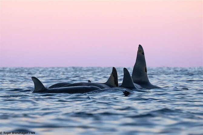 24hr Northern Lights & Whale Watching Cruise - Why this cruise makes sense in Tromsø
