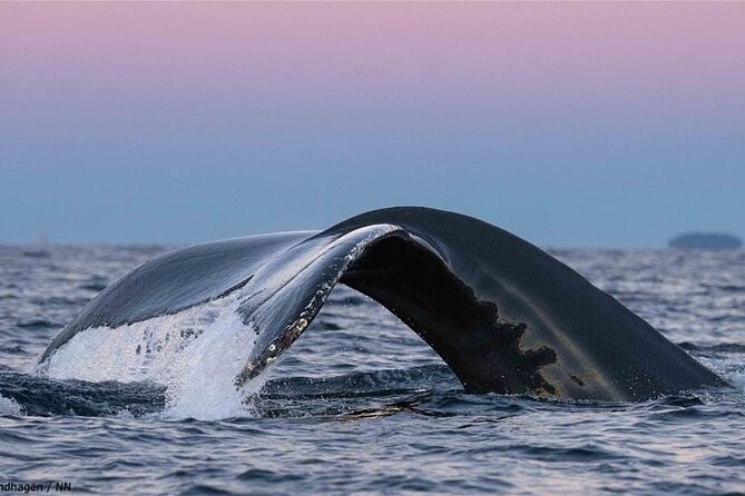 24hr Northern Lights & Whale Watching Cruise - Returning to Tromsø around 7 PM