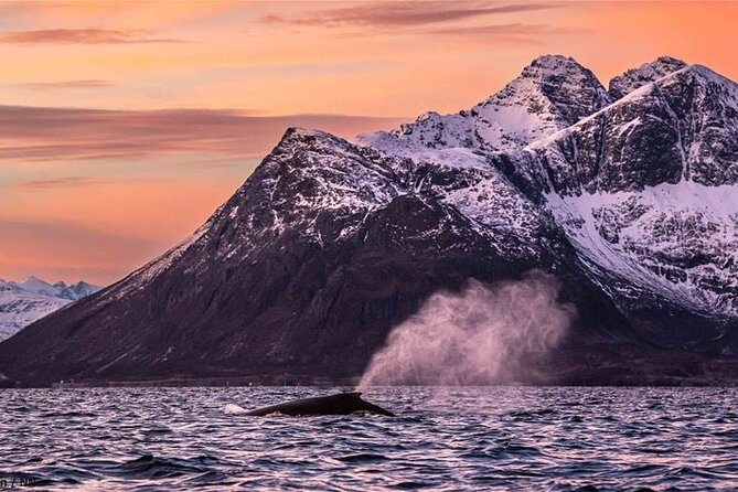 24hr Northern Lights & Whale Watching Cruise - What $1,214.12 really buys you