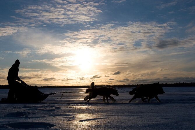 4hr Dog Sledding Tour under the Northern Lights - Finding the Northern Lights in a dark forest