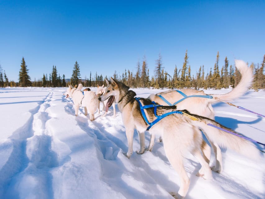 4hr Dog Sledding Trip on Finnmarksvidda - FAQ