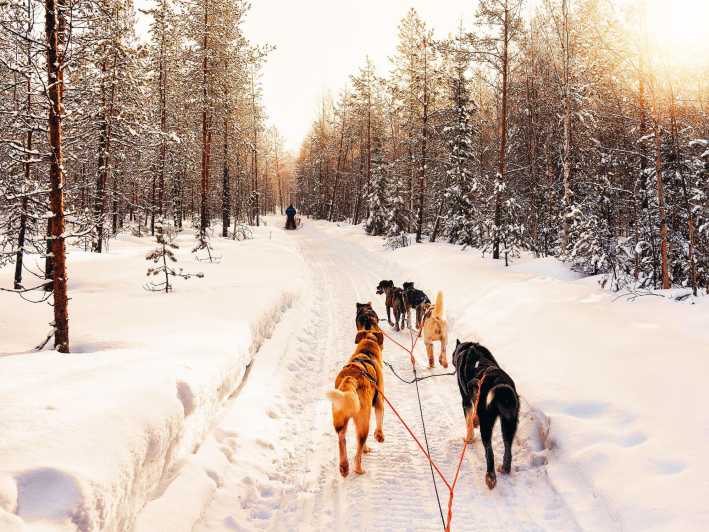 4hr Dog Sledding Trip on Finnmarksvidda - Following the huskies from forest to open plateau