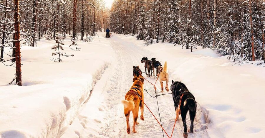 4hr Dog Sledding Trip on Finnmarksvidda - What the $340 price really buys