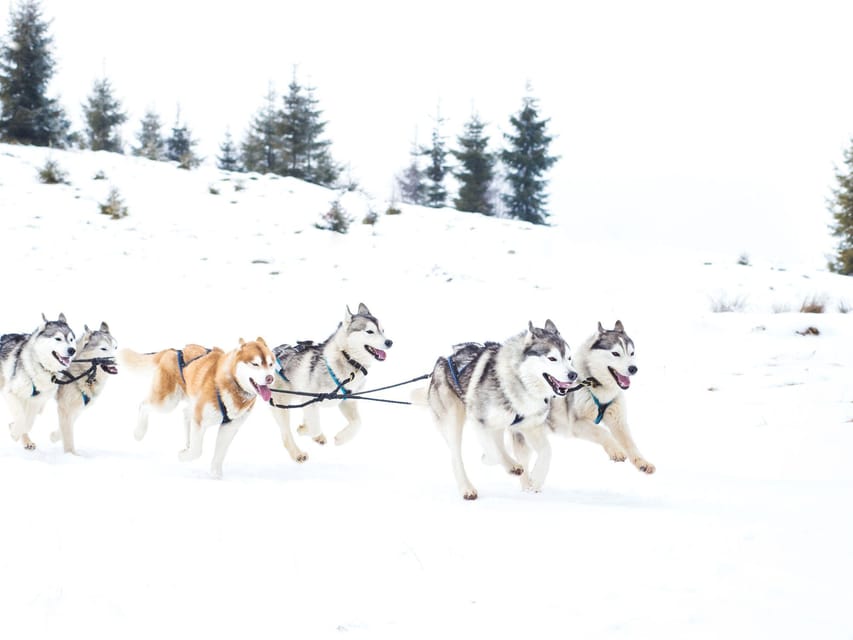 4hr Dog Sledding Trip on Finnmarksvidda - Who will enjoy this most