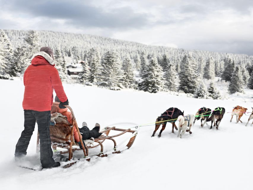 4hr Dog Sledding Trip on Finnmarksvidda - Practical tips for a smoother outing