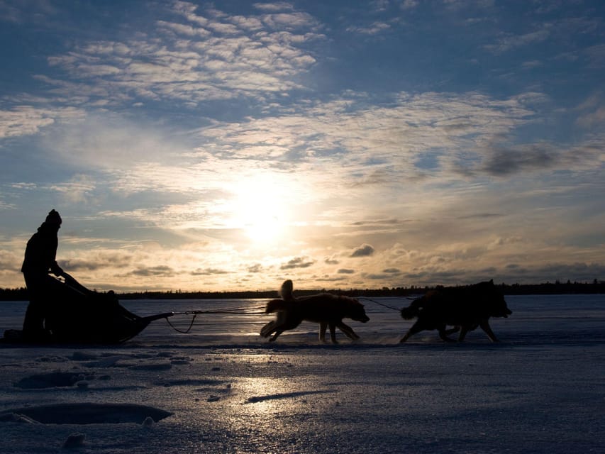 4hr Dog Sledding Trip on Finnmarksvidda - Is this four-hour dog sledding trip worth booking?