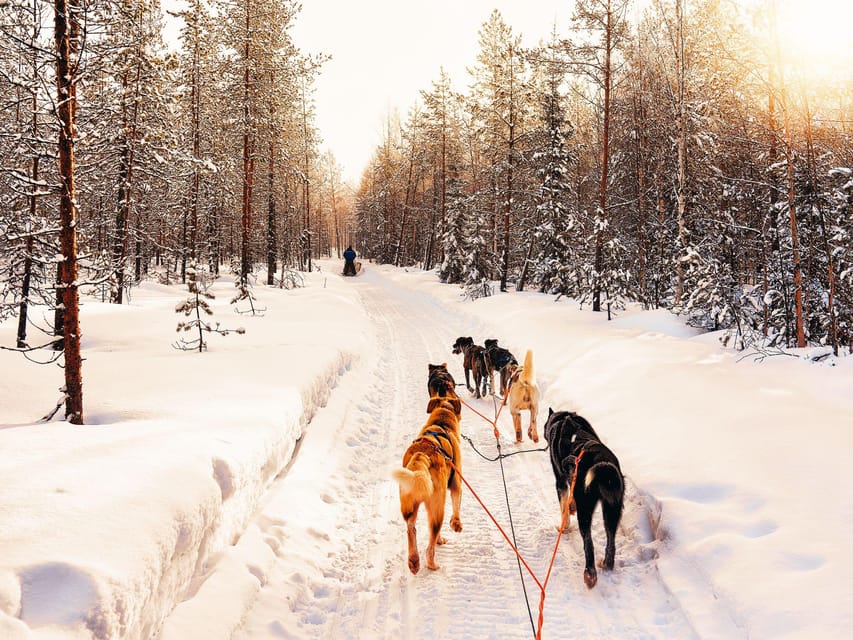 4hr Dog Sledding Trip on Finnmarksvidda - Learning to handle a team of huskies