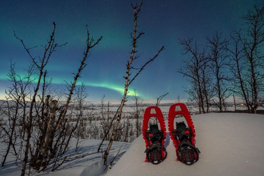 Abisko: Aurora Snowshoeing - Reading the birch forest through animal tracks
