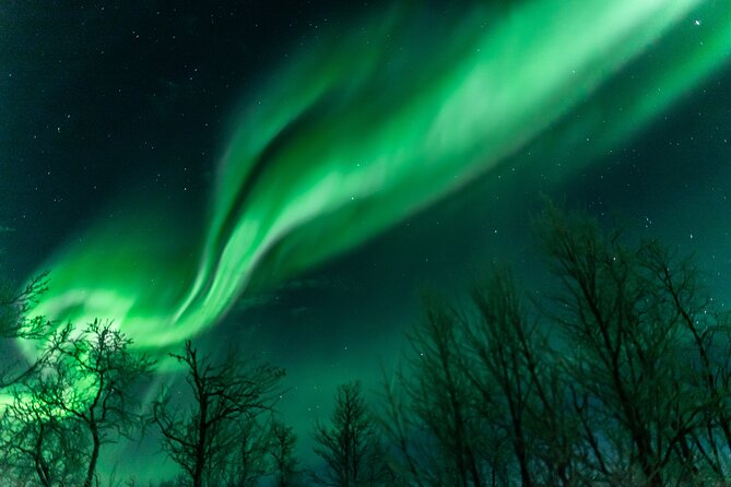 Abisko Northern Lights Tour with Photographer - Abisko or the Kiruna forest