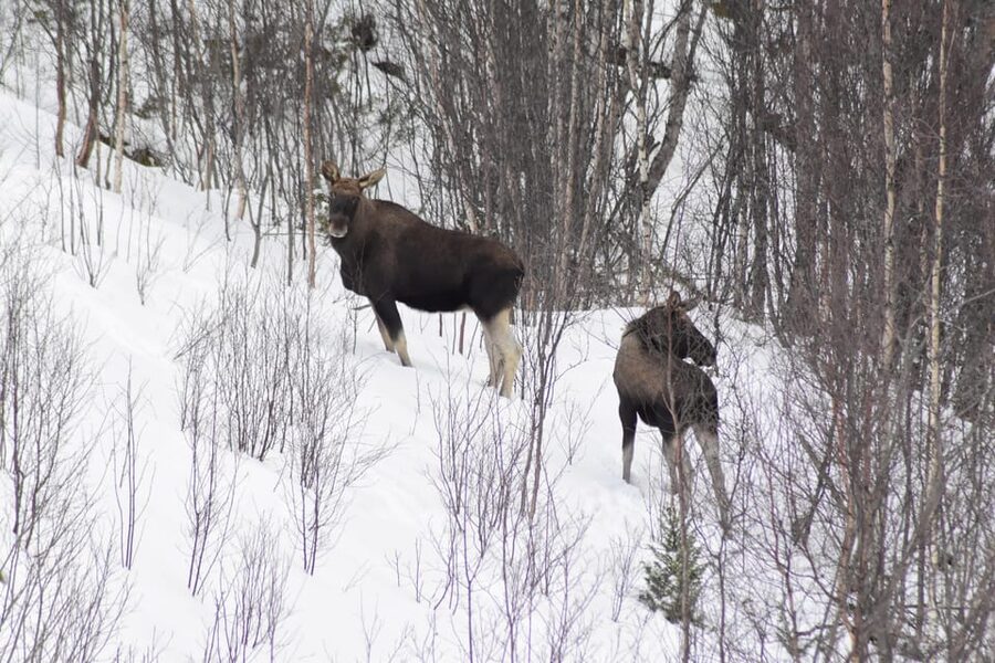 Abisko: Snowmobile Sightseeing Tour - Stops for Torneträsk views and photographs