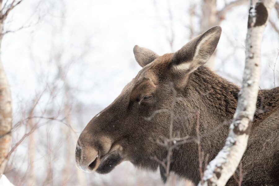 Abisko: Wilderness Snowshoe Hike - What your two-hour outing looks like