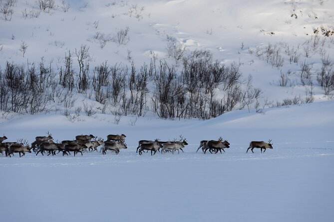 All-Inclusive Arctic Fjords and Sommarøy Scenic Tour - Who will enjoy this tour most