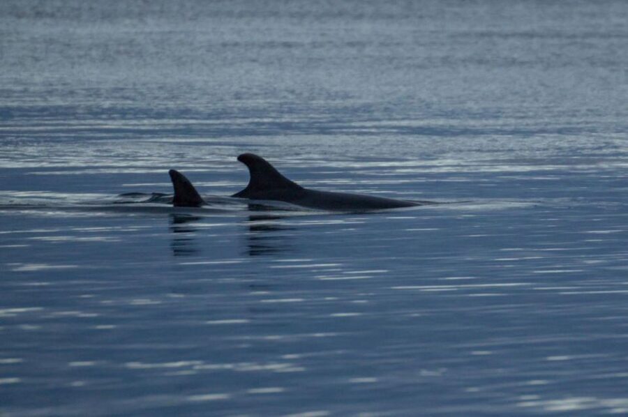 Alta: Alta Fjord Whale Watching Tour - Why Alta Fjord is worth the gamble