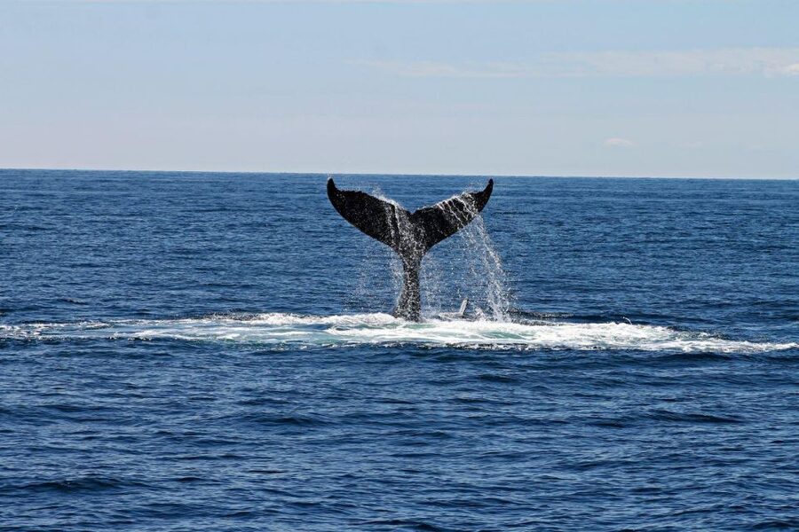 Alta: Alta Fjord Whale Watching Tour - Starting at the two blue harbor containers