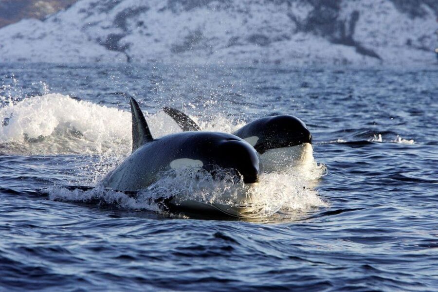Alta: Alta Fjord Whale Watching Tour - The whales you may see