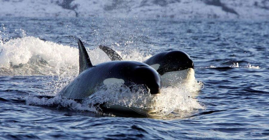 Alta: Alta Fjord Whale Watching Tour - My booking advice