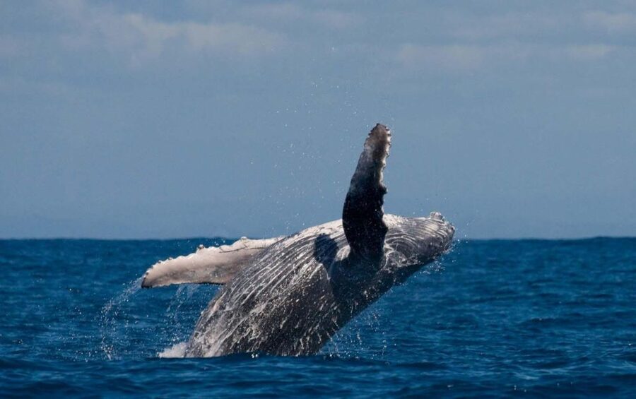 Alta: Alta Fjord Whale Watching Tour - Three and a half hours searching Alta Fjord