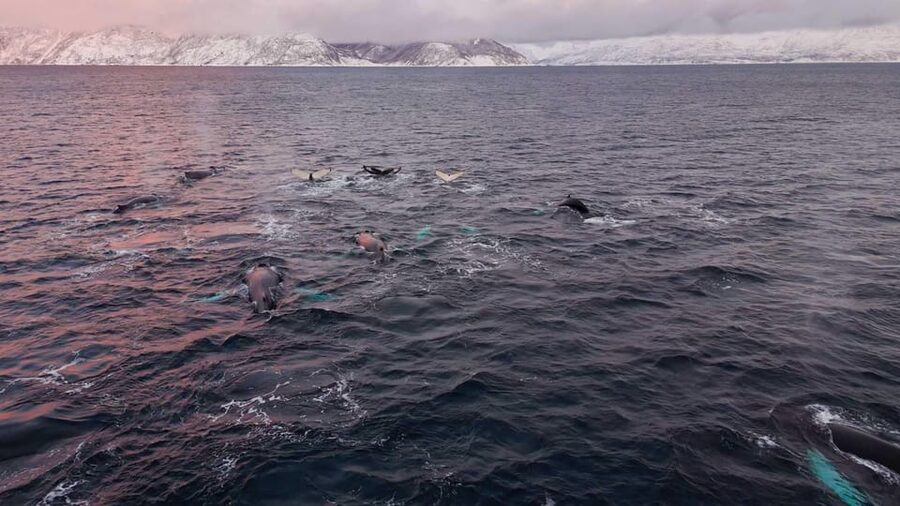 Alta: Altafjord Whale Watching in a Heated Boat - Meeting the boat at Alta Harbor