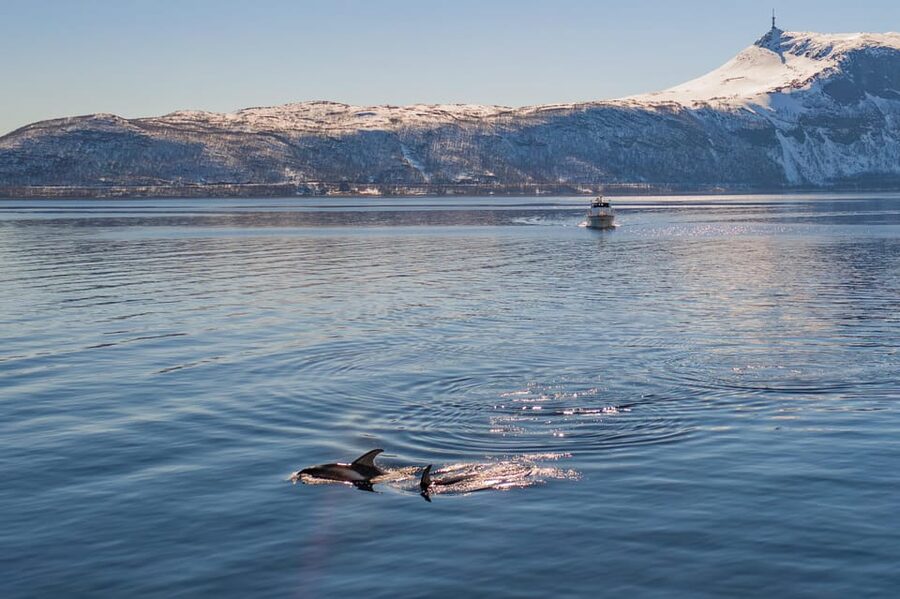 Alta: Altafjord Whale Watching in a Heated Boat - Searching the fjord for whales