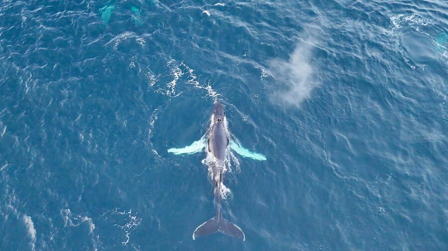Alta: Altafjord Whale Watching in a Heated Boat - Seasickness, clothing, and other practical matters