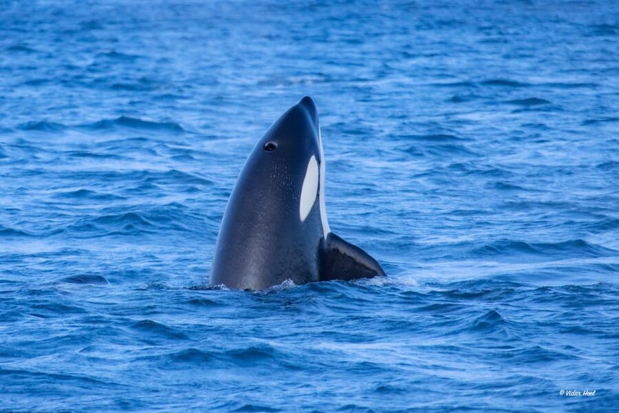 Alta: Altafjord Whale Watching in a Heated Boat - Who will enjoy this Alta whale safari?