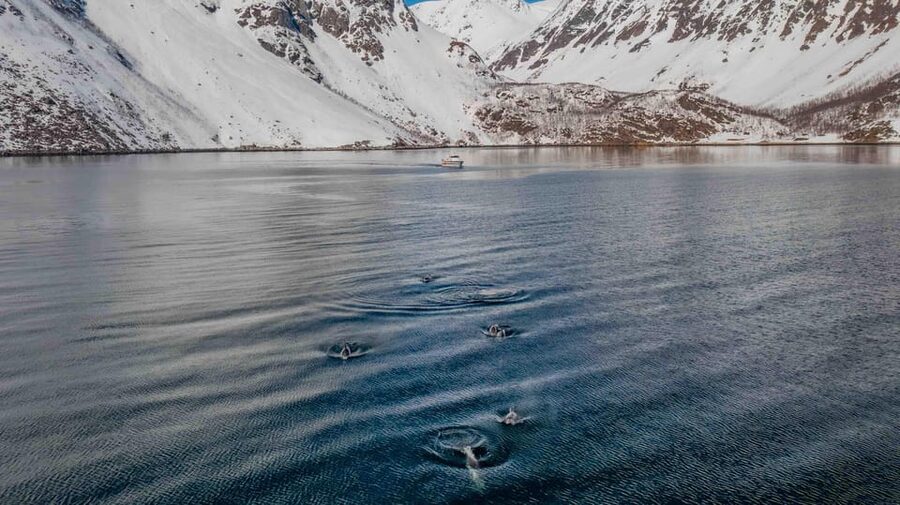 Alta: Altafjord Whale Watching in a Heated Boat - Setting out on Sea Runner
