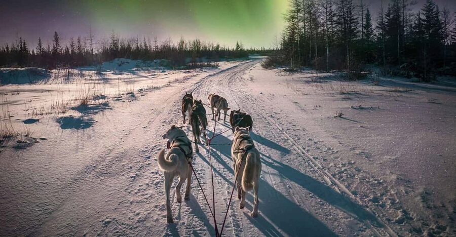 Alta: Dog Sledding Trip under the Northern Lights - Key points to know before you book