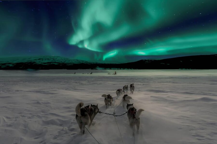 Alta: Dog Sledding Trip under the Northern Lights - From Alta to Gargia in the Arctic night