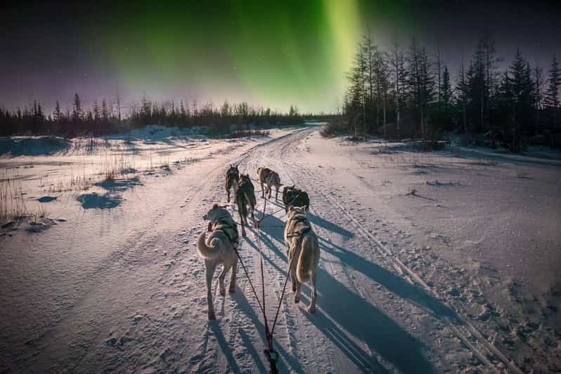 Alta: Dog Sledding Trip under the Northern Lights - Learning to mush before the dogs run