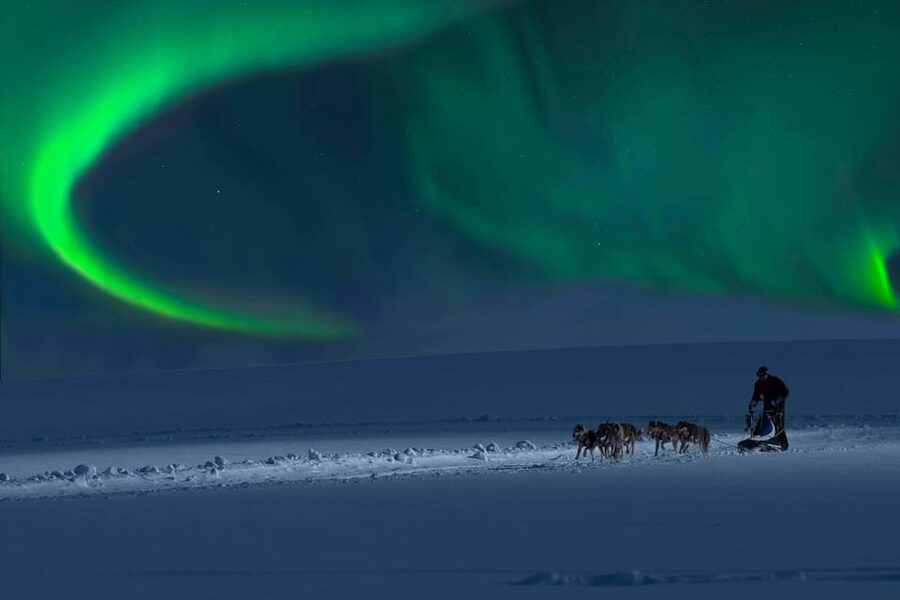 Alta: Dog Sledding Trip under the Northern Lights - Through the pine forest and onto Finnmarksvidda