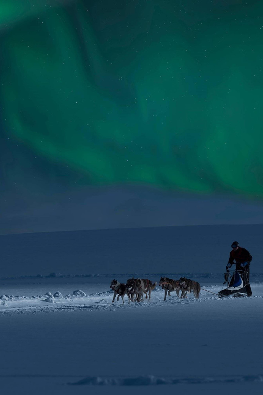 Alta: Dog Sledding Trip under the Northern Lights - Meeting the huskies before and after the run