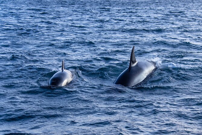 Alta Fjord Whale Watching on a Heated Boat - Watching for orcas and humpback whales