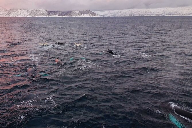 Alta Fjord Whale Watching on a Heated Boat - What the three to four hours feel like