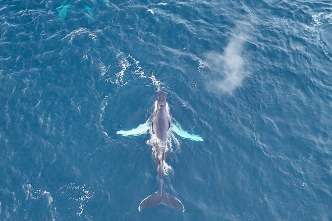 Alta Fjord Whale Watching on a Heated Boat - The Sea Runner balances warmth with outdoor viewing