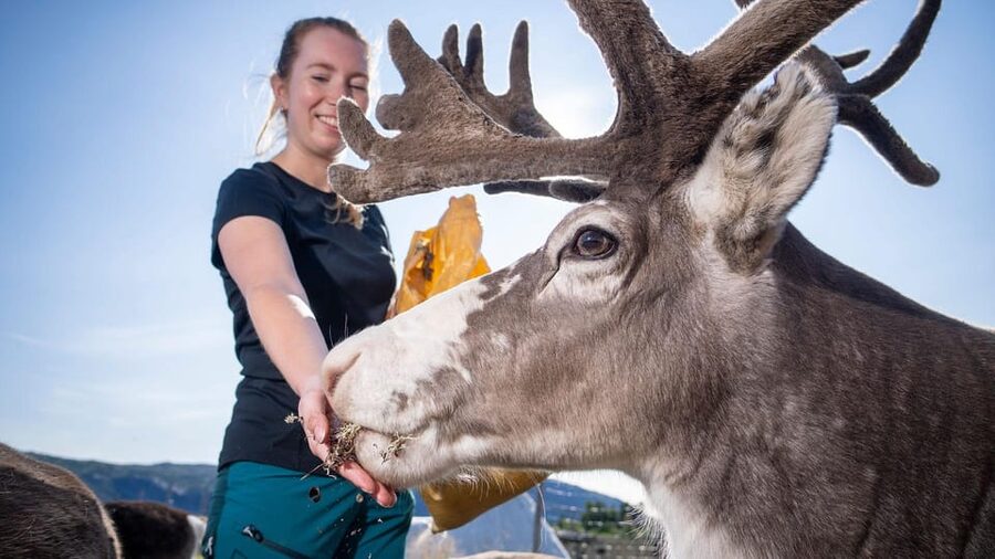 Alta: Reindeer - A carrier of Sámi Culture - Key points to know before booking
