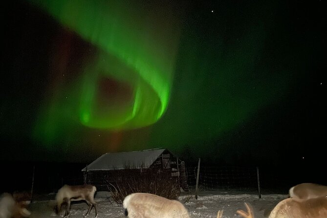 Arctic Adventure with Reindeer and Northern Lights Hunt 18:30 pm - Key points before you book
