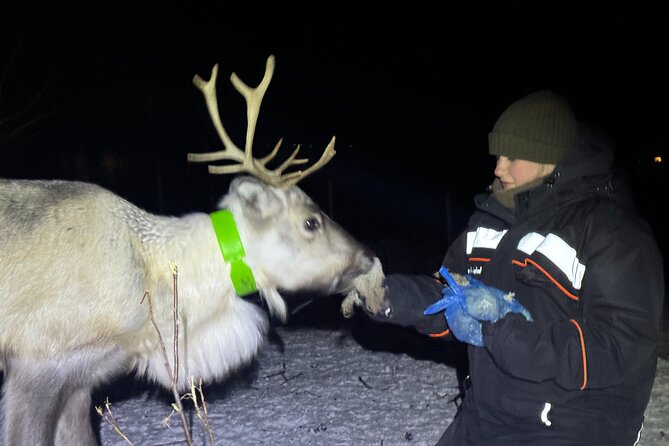 Arctic Adventure with Reindeer and Northern Lights Hunt 18:30 pm - Hunting for the Northern Lights