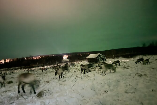 Arctic Adventure with Reindeer and Northern Lights Hunt 18:30 pm - What the $250 price really covers