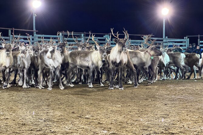 Arctic Adventure with Reindeer and Northern Lights Hunt 18:30 pm - How to dress for the 40-minute outdoor visit