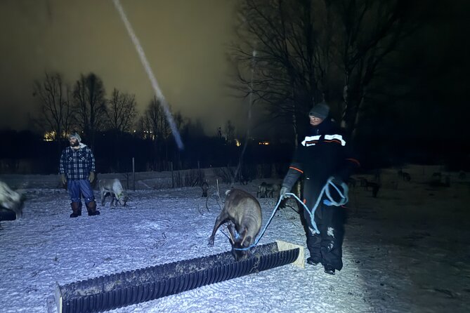 Arctic Adventure with Reindeer and Northern Lights Hunt 18:30 pm - Pickup, timing, and group size