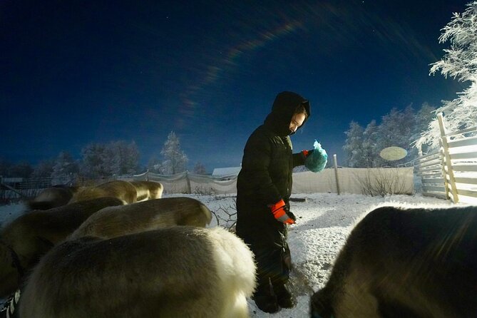 Arctic Adventure with Reindeer and Northern Lights Hunt 18:30 pm - Who will enjoy this Arctic evening