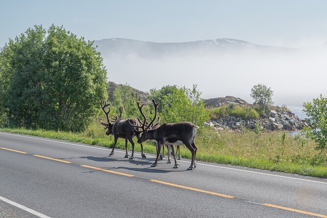 Arctic Fjord Roadtrip with Scenic Picnic from Tromso - The guides make the difference