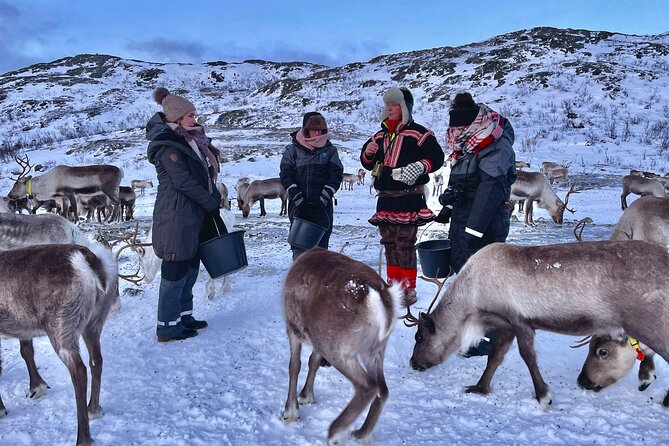 Arctic Fjords and Reindeer Experience – Small group tour - Sommarøy: beaches, sea views, and lunch