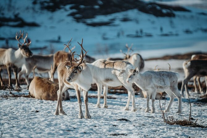 Arctic Fjords and Reindeer Experience – Small group tour - Timing, transport, and physical effort