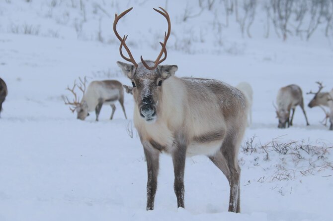 Arctic Fjords and Reindeer Experience – Small group tour - Kvaløya: the scenic road out of Tromsø