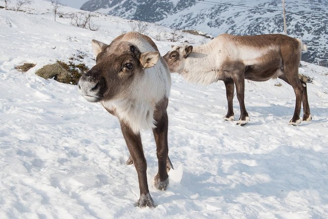 Arctic Fjords Road Trip - Why this road trip works so well from Tromsø