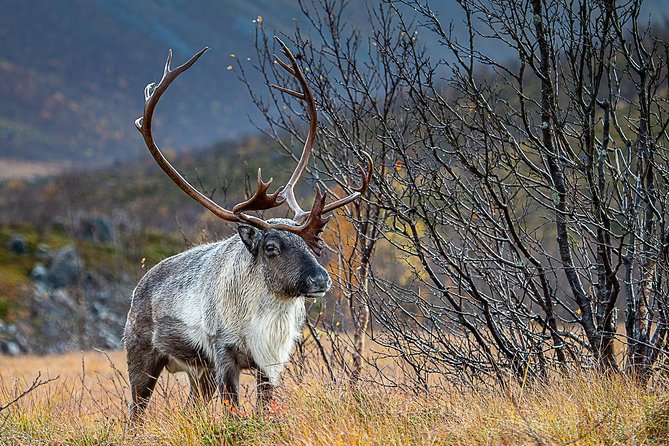 Arctic Nature Tour from Tromsø by minibus - What the Kvaløya route gives you in five hours