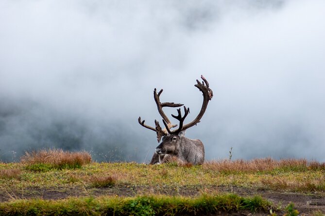 Arctic Wildlife and Fjord Sightseeing - Brensholmen and the return route
