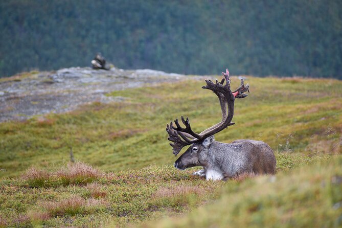 Arctic Wildlife and Fjord Sightseeing - Ersfjordbotn, a village beneath steep mountains